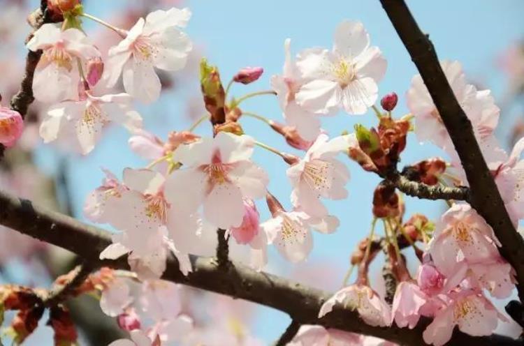 最早的樱花「史上最早樱花季刷新梅花懵了早樱大部队也没尝到甜头」