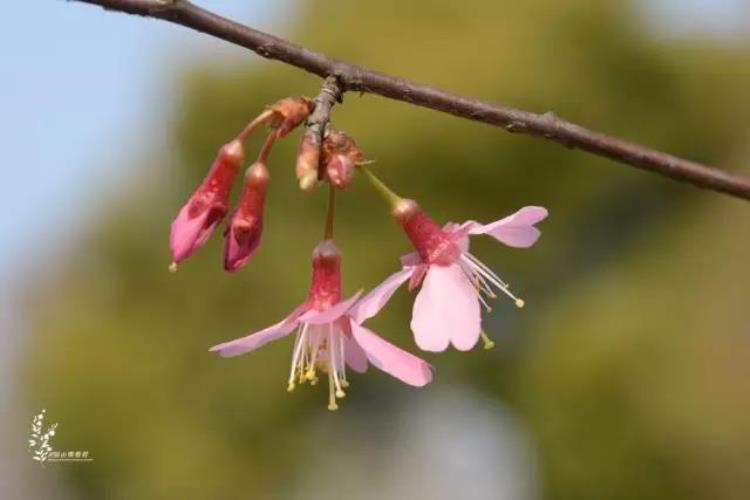 最早的樱花「史上最早樱花季刷新梅花懵了早樱大部队也没尝到甜头」