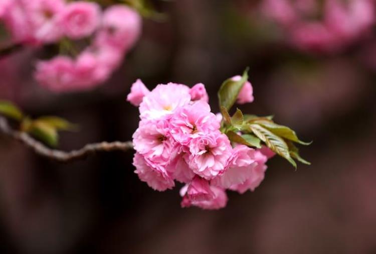 樱花判断「樱花的花期也能预测了樱花怎么认其实有诀窍」