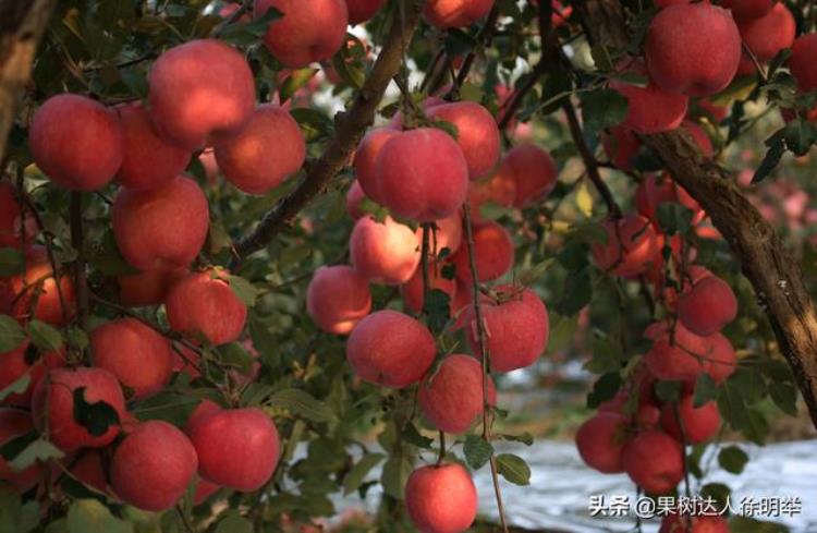 苹果套袋需要多久「又到苹果一年准备套袋时哪些问题困扰你这些措施能帮你」