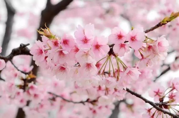 最早的樱花「史上最早樱花季刷新梅花懵了早樱大部队也没尝到甜头」