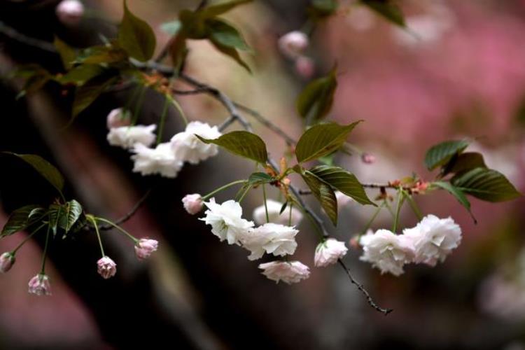 樱花判断「樱花的花期也能预测了樱花怎么认其实有诀窍」