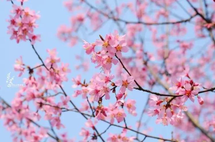 最早的樱花「史上最早樱花季刷新梅花懵了早樱大部队也没尝到甜头」