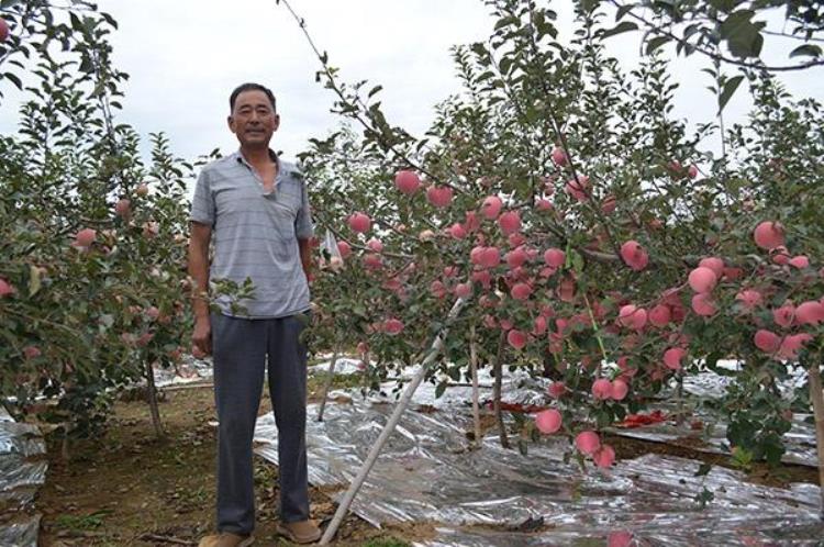 红富士苹果价格走势预测「红富士苹果批发价格持续降价红富士苹果后期价格行情走势分析」