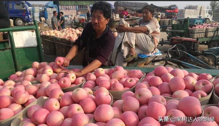 苹果套袋需要多久「又到苹果一年准备套袋时哪些问题困扰你这些措施能帮你」