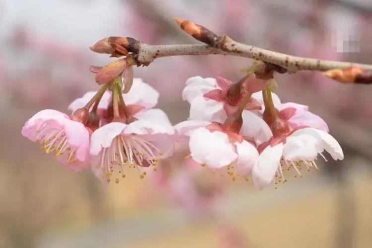 最早的樱花「史上最早樱花季刷新梅花懵了早樱大部队也没尝到甜头」