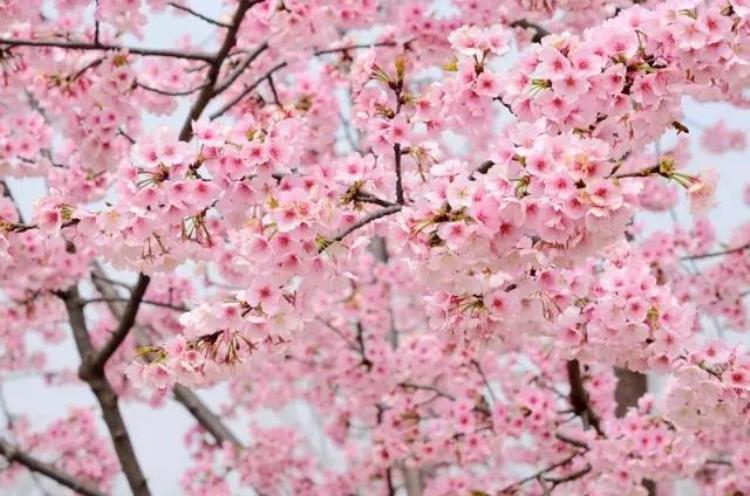 最早的樱花「史上最早樱花季刷新梅花懵了早樱大部队也没尝到甜头」