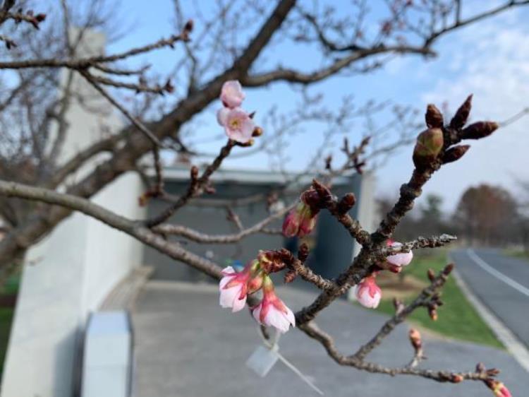 最早的樱花「史上最早樱花季刷新梅花懵了早樱大部队也没尝到甜头」