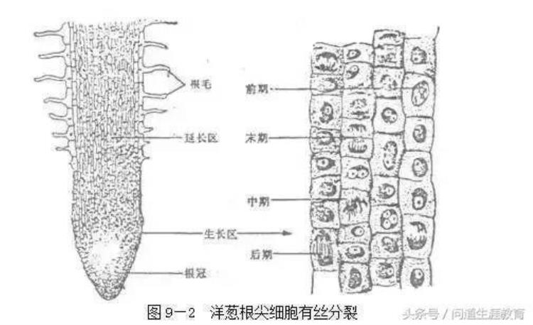 高考生物必考实验19个「2018高考生物必考的7个实验50分别丢了你都掌握了吗」