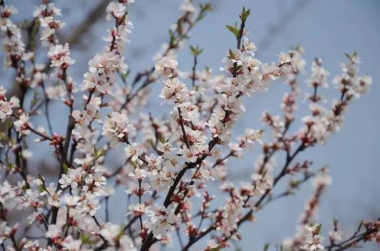 最早的樱花「史上最早樱花季刷新梅花懵了早樱大部队也没尝到甜头」