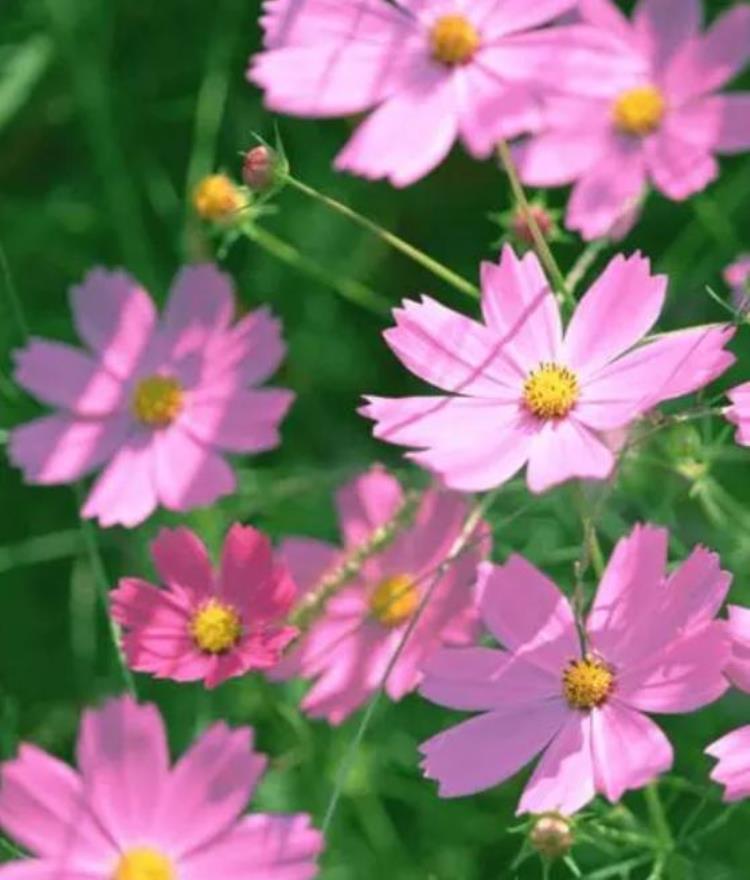 这几种在夏季盛开的花卉你都见过吗为什么「这几种在夏季盛开的花卉你都见过吗」