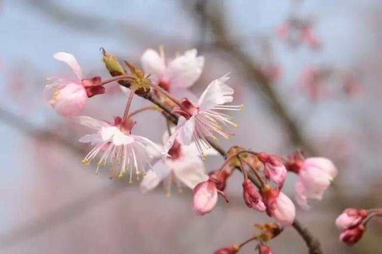 最早的樱花「史上最早樱花季刷新梅花懵了早樱大部队也没尝到甜头」