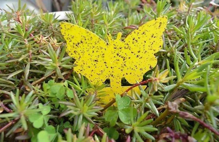 护花神可以杀蚜虫吗「春天请个护花神杀虫效果好安全放心无污染」