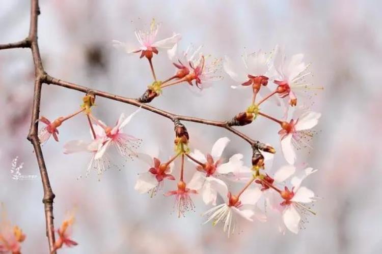 最早的樱花「史上最早樱花季刷新梅花懵了早樱大部队也没尝到甜头」