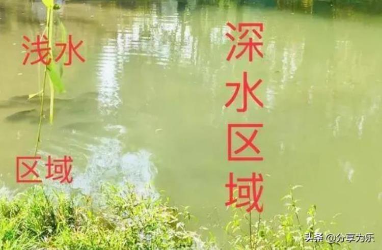 夏天鲫鱼为什么难钓「夏季鲫鱼为什么难钓主要是因为你不知道这几点」