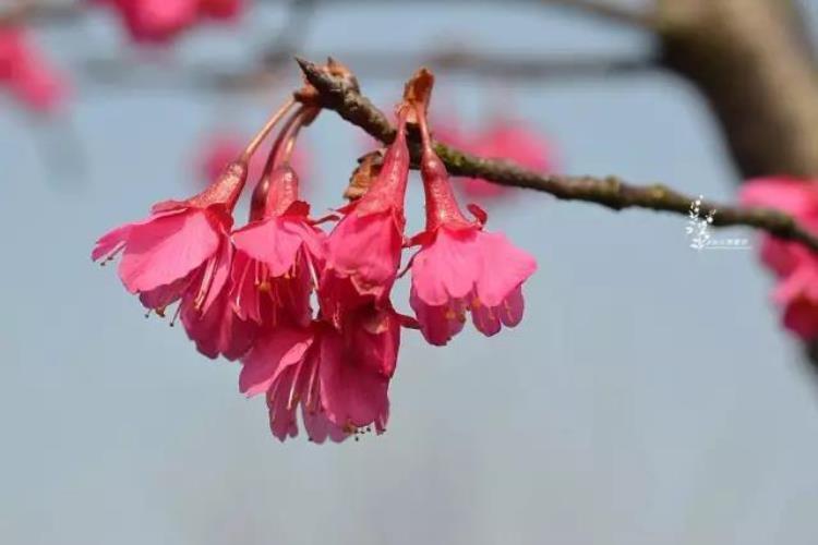 最早的樱花「史上最早樱花季刷新梅花懵了早樱大部队也没尝到甜头」