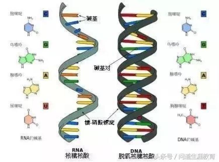 高考生物必考实验19个「2018高考生物必考的7个实验50分别丢了你都掌握了吗」