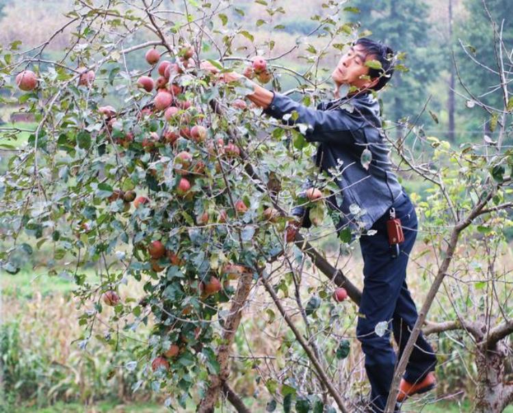 冰糖心苹果果把处裂口「男子千里迢迢苦寻丑苹果切一刀冰糖心不杀虫不套袋卖高价」