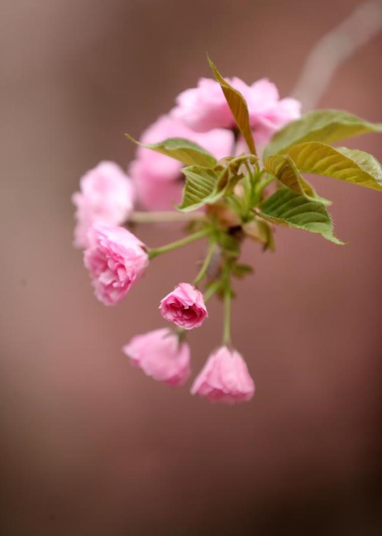 樱花判断「樱花的花期也能预测了樱花怎么认其实有诀窍」