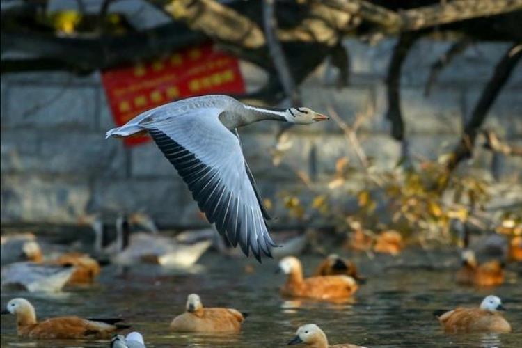 春天大雁为什么要回北方「春天大雁又要北上为何每年必须迁徙不能留在一个地方过年吗」