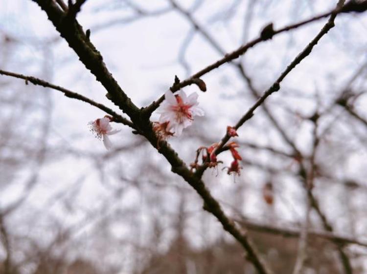 最早的樱花「史上最早樱花季刷新梅花懵了早樱大部队也没尝到甜头」