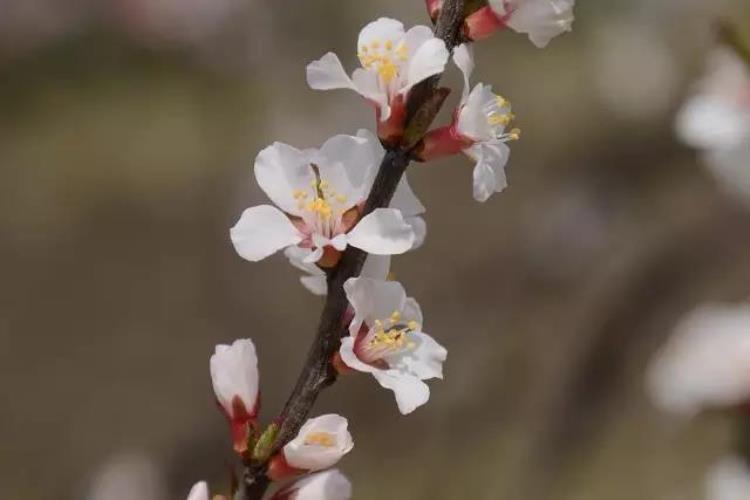 最早的樱花「史上最早樱花季刷新梅花懵了早樱大部队也没尝到甜头」