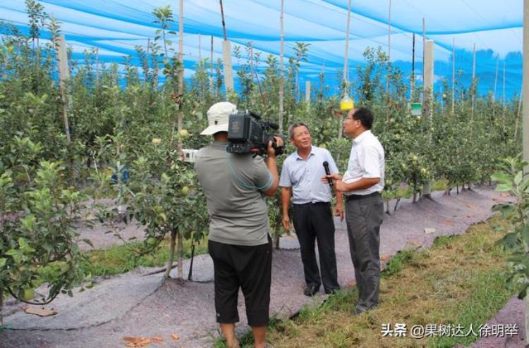 苹果套袋需要多久「又到苹果一年准备套袋时哪些问题困扰你这些措施能帮你」