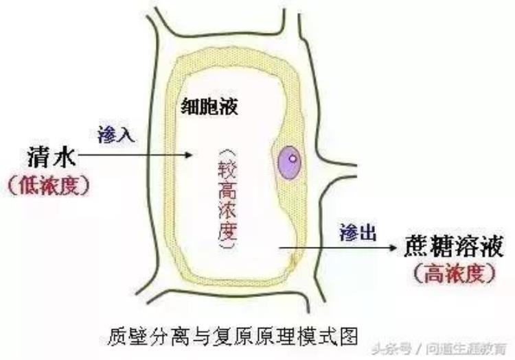 高考生物必考实验19个「2018高考生物必考的7个实验50分别丢了你都掌握了吗」