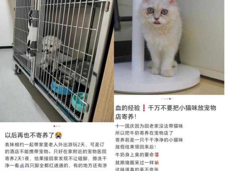 过年猫狗怎么办「拼了一年的打工人花3000元让猫狗就地过年」