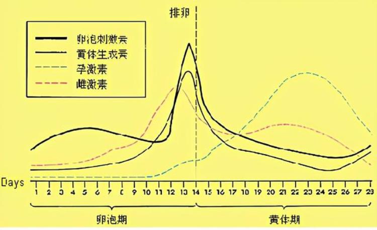 殊途不同归的激素类检测到底何时抽血才最合适