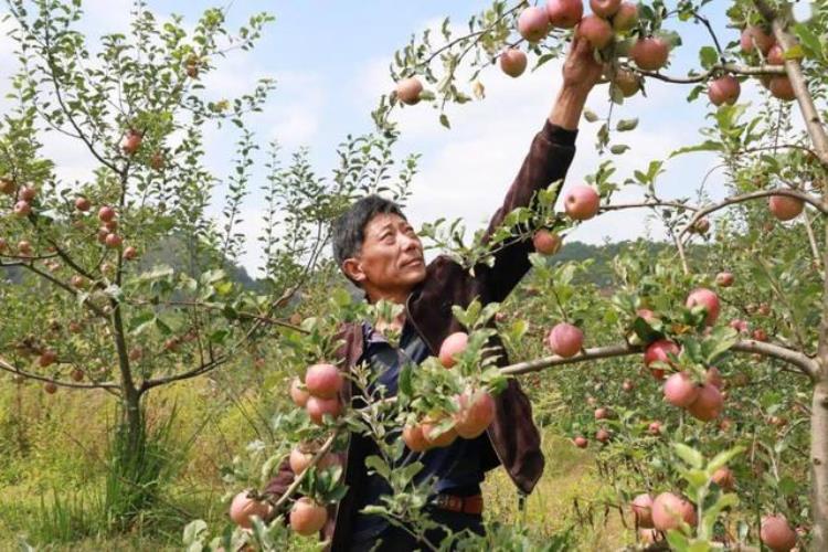 冰糖心苹果果把处裂口「男子千里迢迢苦寻丑苹果切一刀冰糖心不杀虫不套袋卖高价」