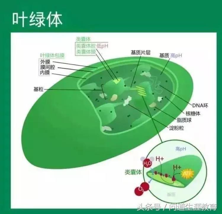 高考生物必考实验19个「2018高考生物必考的7个实验50分别丢了你都掌握了吗」