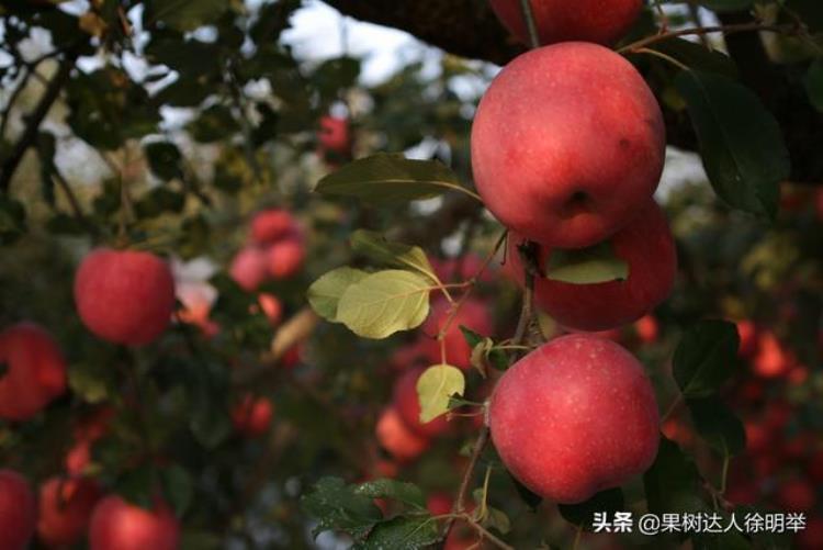 苹果套袋需要多久「又到苹果一年准备套袋时哪些问题困扰你这些措施能帮你」