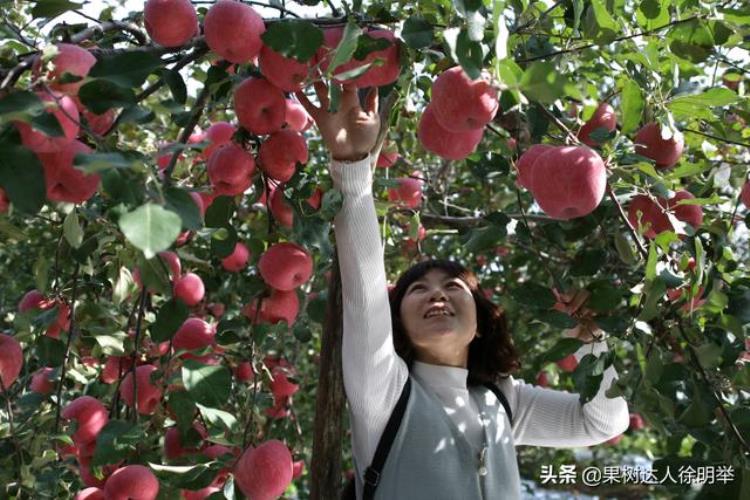 苹果套袋需要多久「又到苹果一年准备套袋时哪些问题困扰你这些措施能帮你」