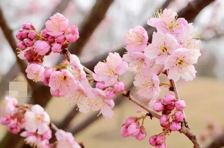 最早的樱花「史上最早樱花季刷新梅花懵了早樱大部队也没尝到甜头」