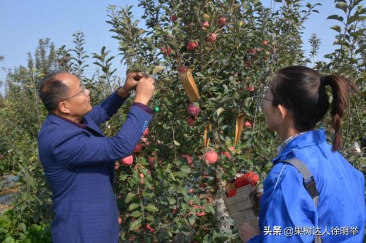 苹果套袋需要多久「又到苹果一年准备套袋时哪些问题困扰你这些措施能帮你」