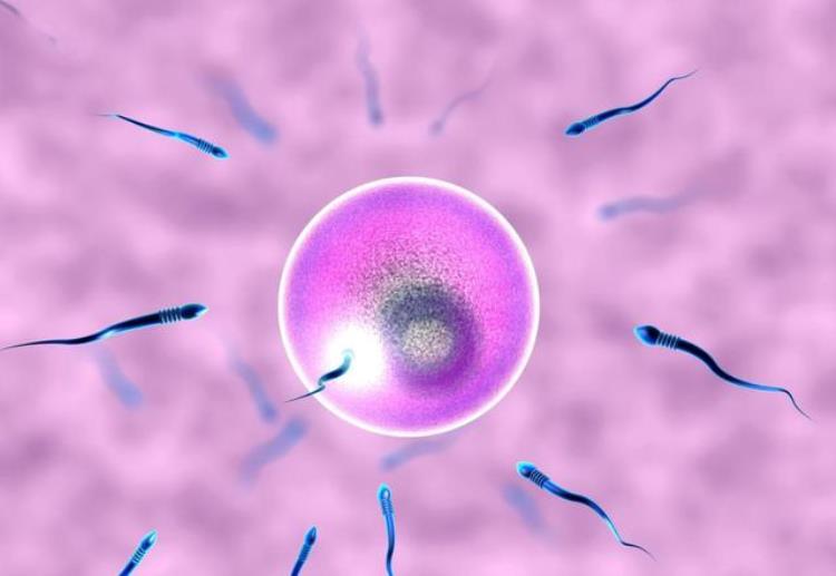 胎儿性别是受精那一刻就决定了,还是后来才决定的呢?「胎儿性别是受精那一刻就决定了还是后来才决定的医生帮您解答」