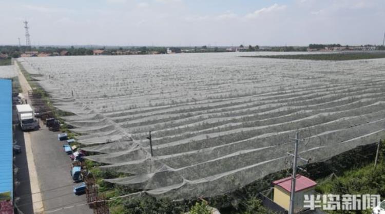 即墨苹果体验店「半岛调查急百万斤苹果拼命与时间赛跑即墨果农盼援手」