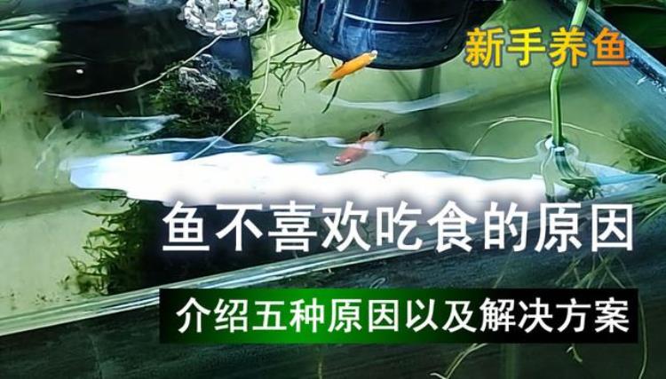 鱼不爱吃食什么原因怎么办「鱼不喜欢吃食是什么原因这里总结出5种原因以及解决方案」