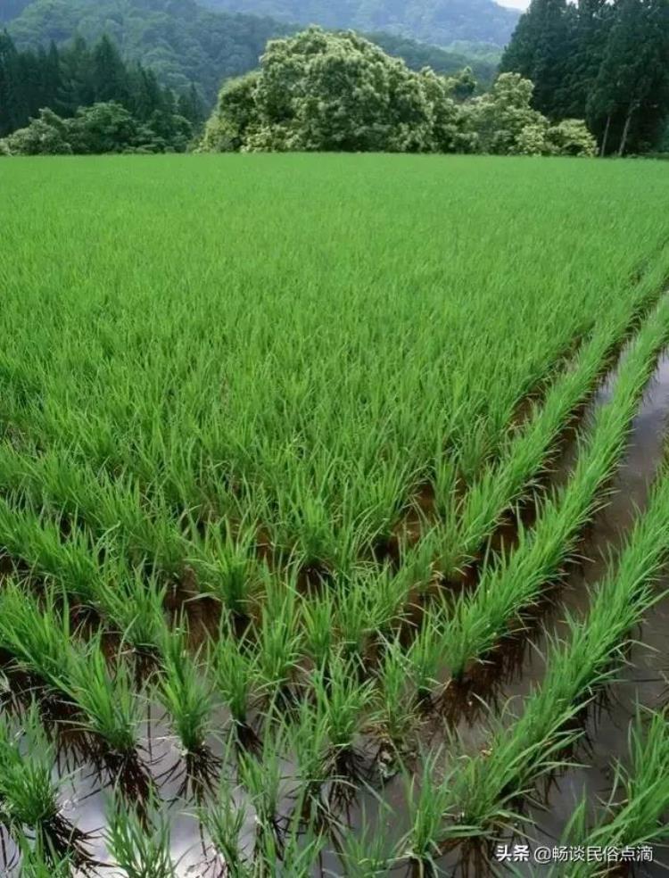 明天下午有雨吗 天气预报「天气预报明天五月端午这天下雨好不好看看谚语啥预兆」