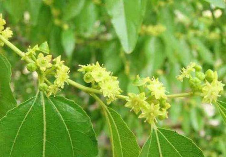 枣树落花落果的原因及对策「枣树的花期落花落果常发生找到原因管理有针对很重要」