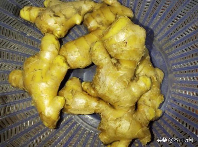 种植的生姜什么时候收获好些「种植的生姜什么时候收获好」