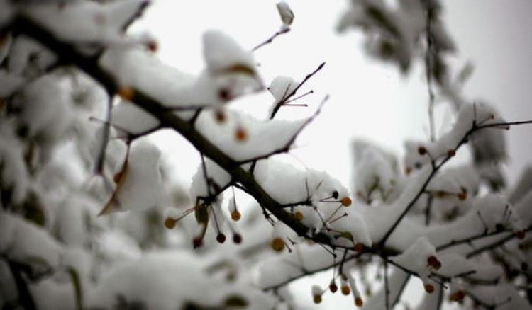 腊月初四有什么说法「天气预报腊月初四持续雨雪天气啥说法看看农谚俗语怎么说」