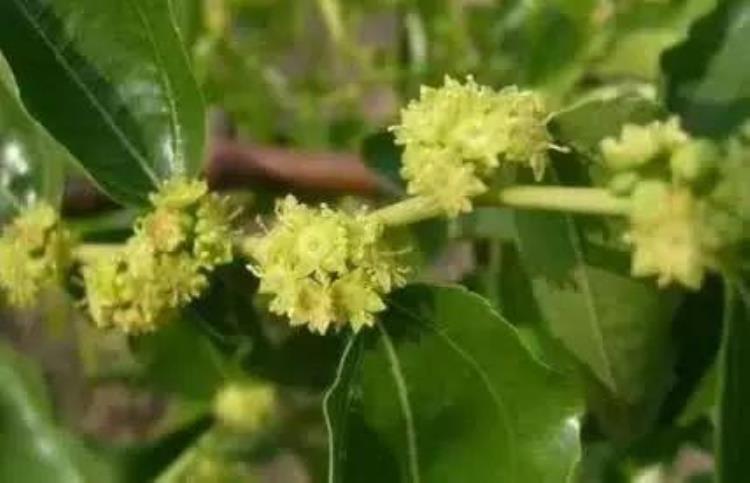 枣树落花落果的原因及对策「枣树的花期落花落果常发生找到原因管理有针对很重要」