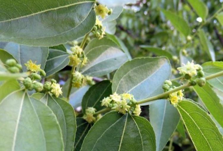 枣树落花落果的原因及对策「枣树的花期落花落果常发生找到原因管理有针对很重要」