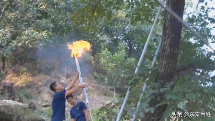 马蜂窝挂树上「马蜂窝悬挂核桃树消防及时处置」