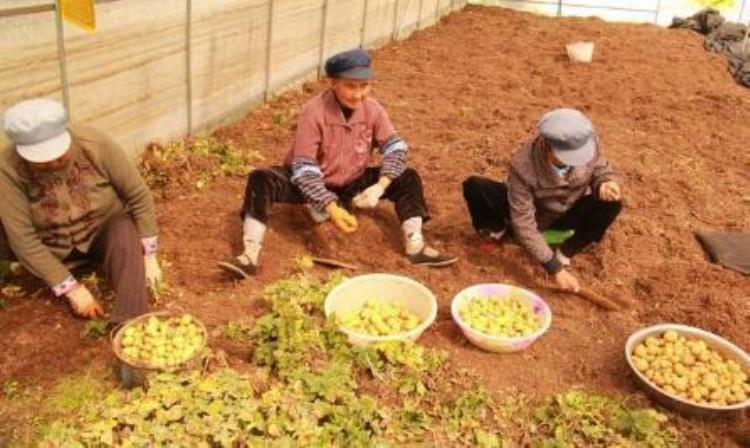 土豆最佳的种植时间「土豆种植时间在即土豆品种要选好」