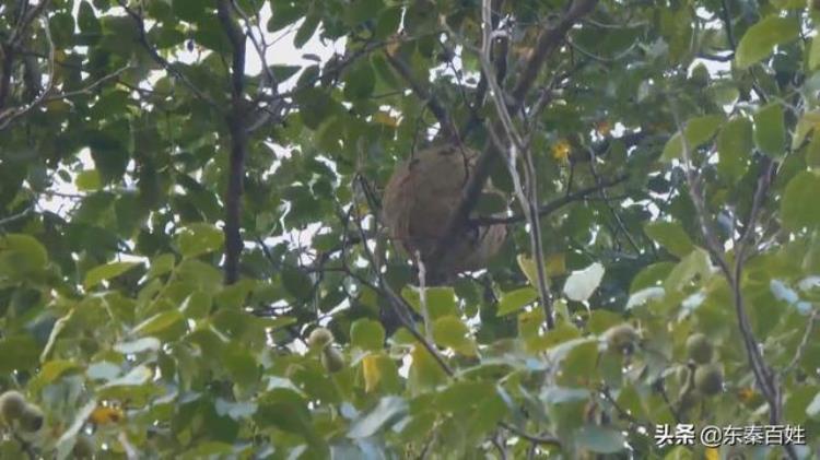 马蜂窝挂树上「马蜂窝悬挂核桃树消防及时处置」