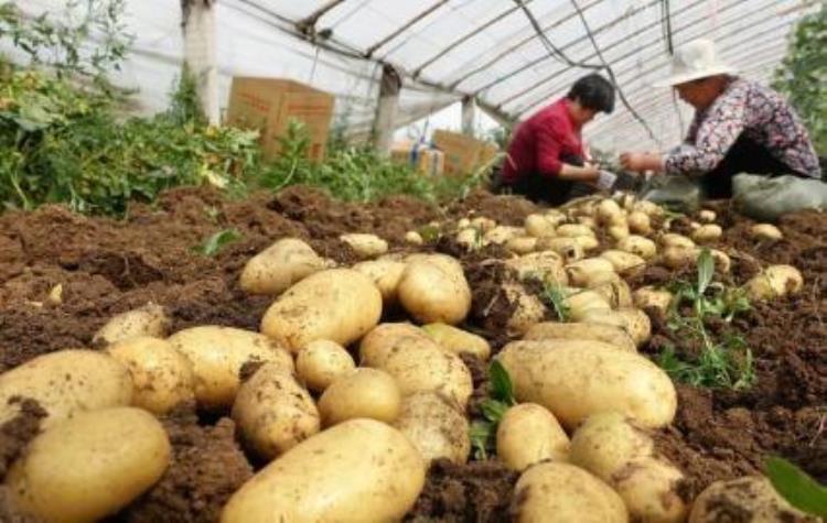 土豆最佳的种植时间「土豆种植时间在即土豆品种要选好」