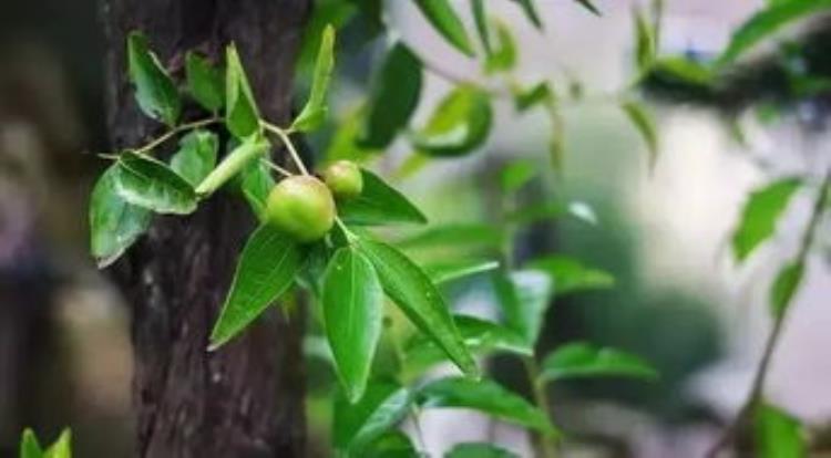 枣树落花落果的原因及对策「枣树的花期落花落果常发生找到原因管理有针对很重要」